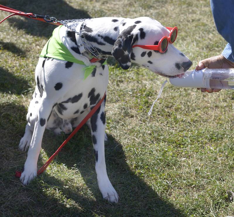 This Dalmatian cools off with a drink Sunday, Oct. 6, 2024, during the annual Bill’s Barktoberfest on the Jordan block in Ottawa. The event was inspired by Bill Walsh Sr. and his love of dogs.
