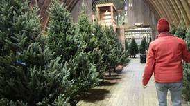 Inflation, labor costs contribute to Christmas tree price increases