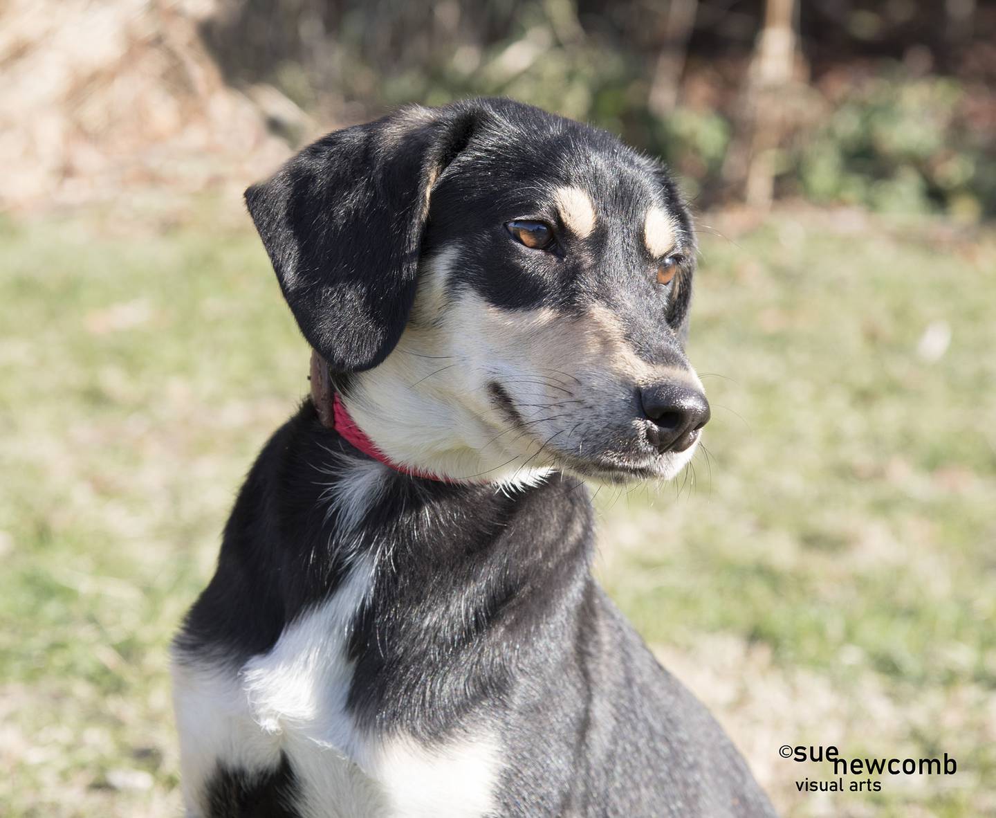 Holly is a young hound mix. She loves everyone she meets, including other dogs. Holly needs a patient family to help her through her puppy stage. Contact the Will County Humane Society at willcountyhumane.com and follow the instructions for the adoption process.