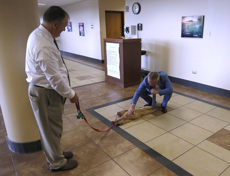McHenry County Public Defender Mark Cook pets Honey as Dan Wallis, the McHenry County Trial Court Administrator, walks the new support and comfort golden retriever around the McHenry County Courthouse on Wednesday, September 11, 2024, in Woodstock. Currently, the puppy is in the socializing stage of her training.