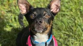 Young dog ready to charm forever family