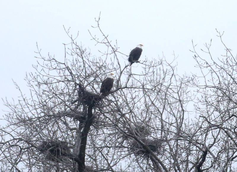 A pair of Bald Eagles rest in a tree at Plum Island on Wednesday, Jan. 3, 2024 at Starved Rock State Park.