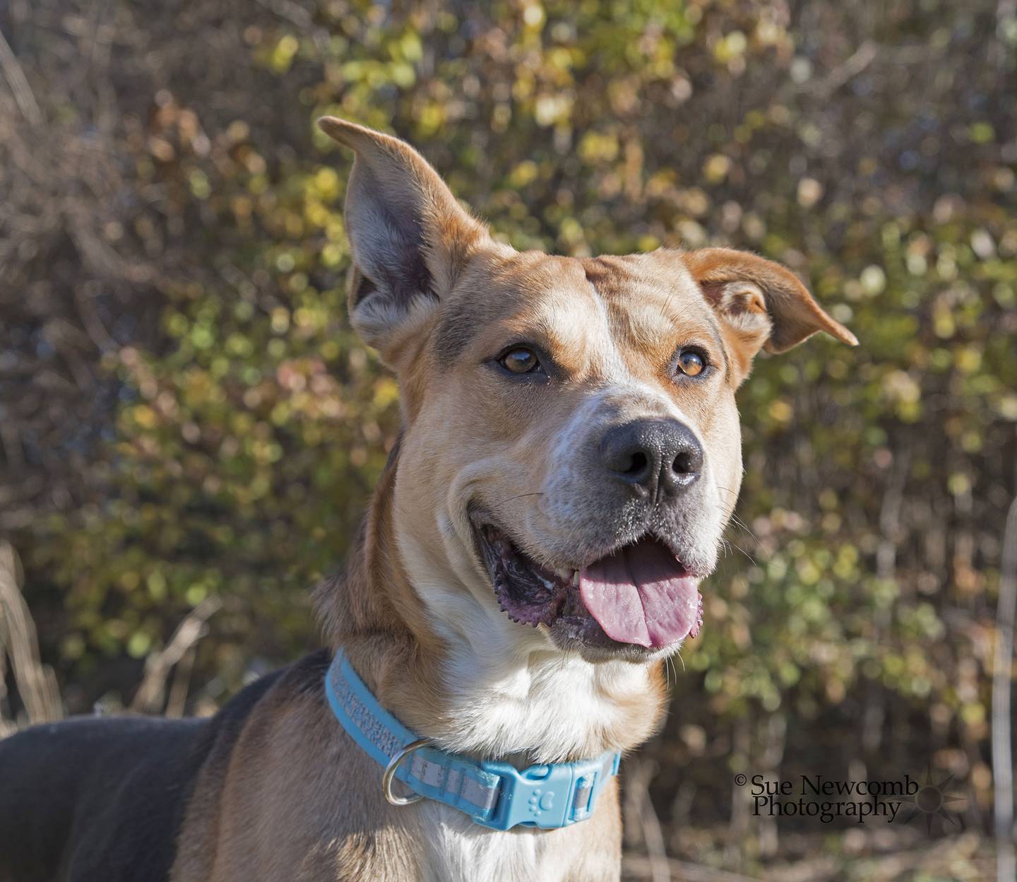 Dusty is a large, loving adult shepherd mix with a heart of gold. He will need a family that can give him training and love. Dusty has lived at the shelter for a while and is overstimulated by the shelter life. Contact the Will County Humane Society at willcountyhumane.com and follow the instructions for the adoption process.