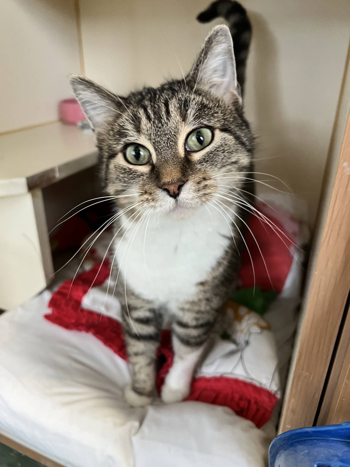 Stevie is a 5-year-old tabby that was rescued from an animal control in southern Illinois where she was at risk of being euthanized. She is outgoing, friendly and gentle. She immediately greets visitors and is appreciative of pets and attention. She will be a wonderful companion cat. To meet Stevie, email Catadoptions@nawsus.org. Visit nawsus.org.