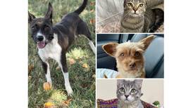 Will County Pets of the Week: Aug. 11, 2025