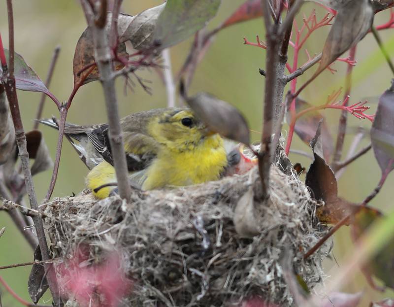 A goldfinch sits in her nest with her hatchlings along one of the hiking trails at the Nachusa Grasslands on Saturday, Sept. 20, 2025. during the annual Autumn on the Prairie event.