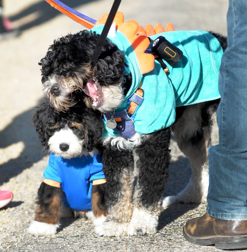 Gunner chews on his leash as he and his son, Rooster , wait for the start of  Polo High School’s Doggy Dash on Saturday, Sept. 6, 2025. Gunner and his human mom, Heidi Miller of Forreston, ran the 5K while Gunner and his human dad, Jon, took part in the 1-mile walk. The pups also won the costume contest.