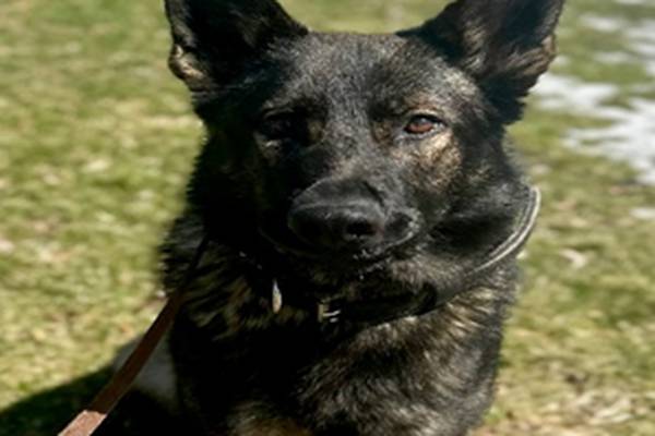 Fox Lake Police welcome K9 Officer Yogi