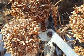 Tree pruning workshops in Grundy, Kankakee, Will counties