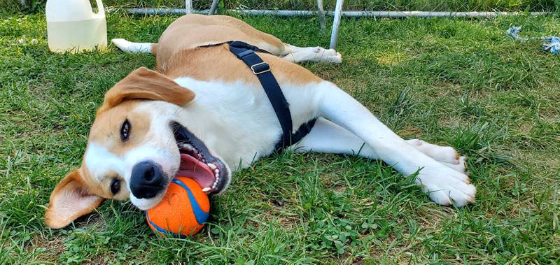 Natalia is Save-A-Pet's pet of the week for Aug. 29, 2024.