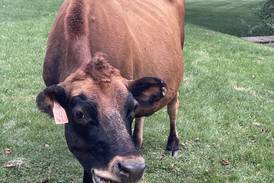 2 cows loose in Kane County re-homed after owner cited