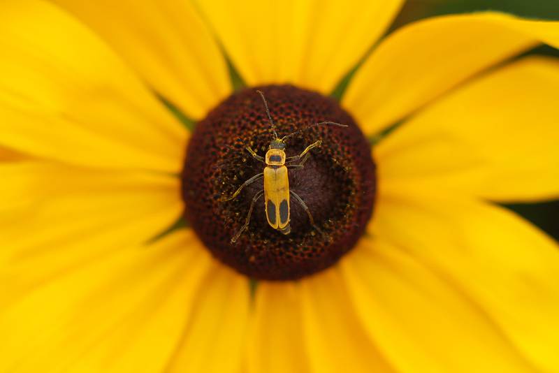 An insect covers itself with pollen from a Black-eyed-susans flower at the Bird Haven Greenhouse and Conservatory on Wednesday, Aug. 30, 2023 in Joliet.
