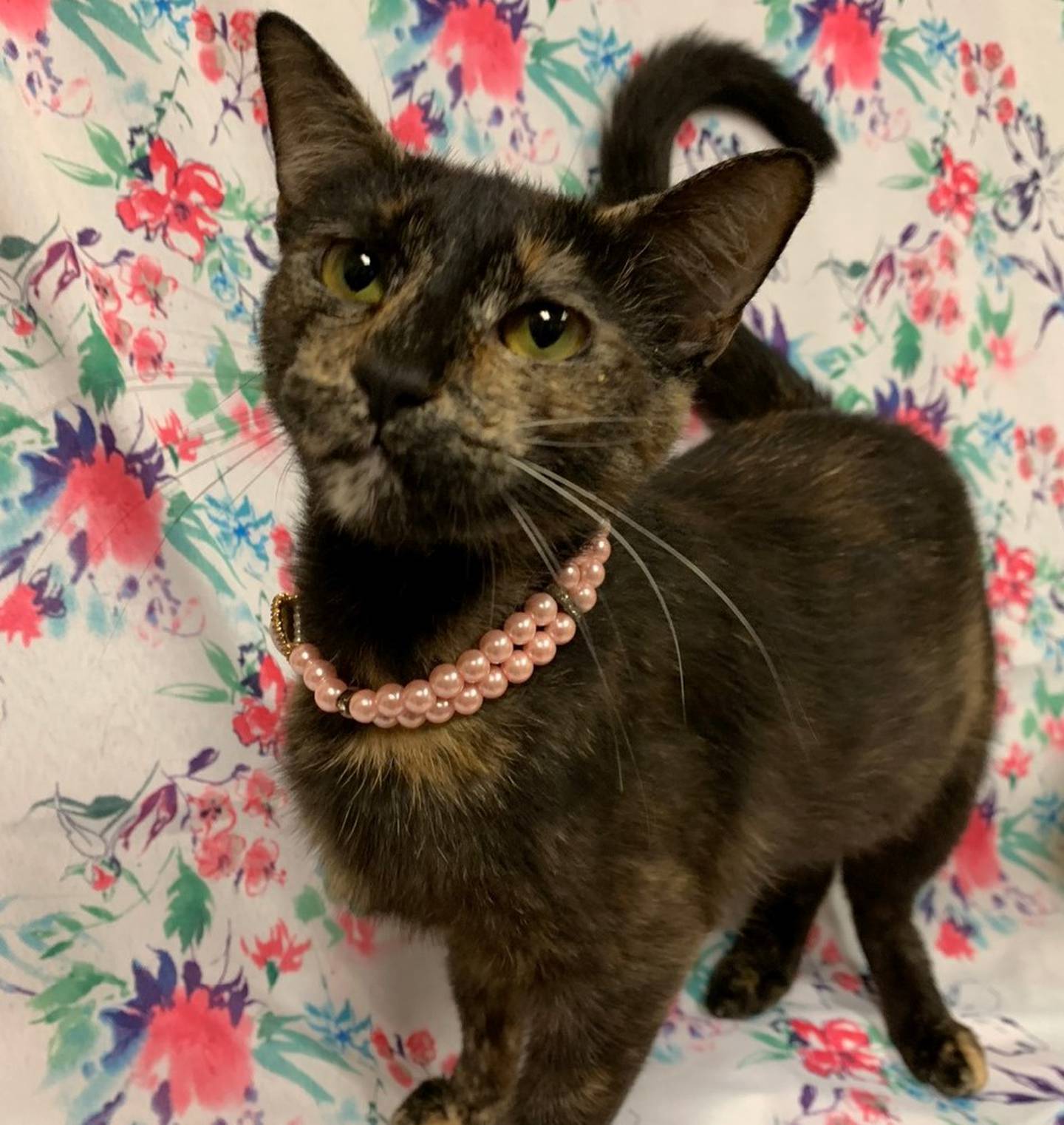 Two-year-old Kanga is very affectionate with people. She loves to talk to people at times, enjoys neck scratches, gentle pets, and playing with her few favorite cat toys. Kanga needs a home where she can be the only pet. To meet Kanga, call Joliet Township Animal Control at 815-725-0333.