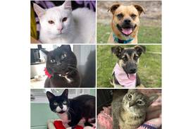 Will County Pets of the Week: June 2, 2025