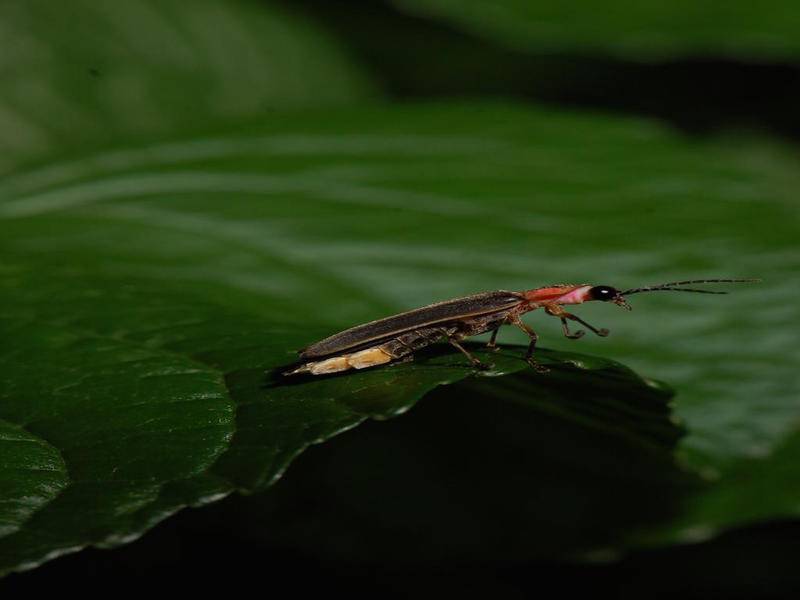 The Forest Preserve District of Will County is offering a wide variety of in-person hiking programs in July, including two that feature fireflies. Other programs will be offered online via Facebook Live or Zoom webinars.