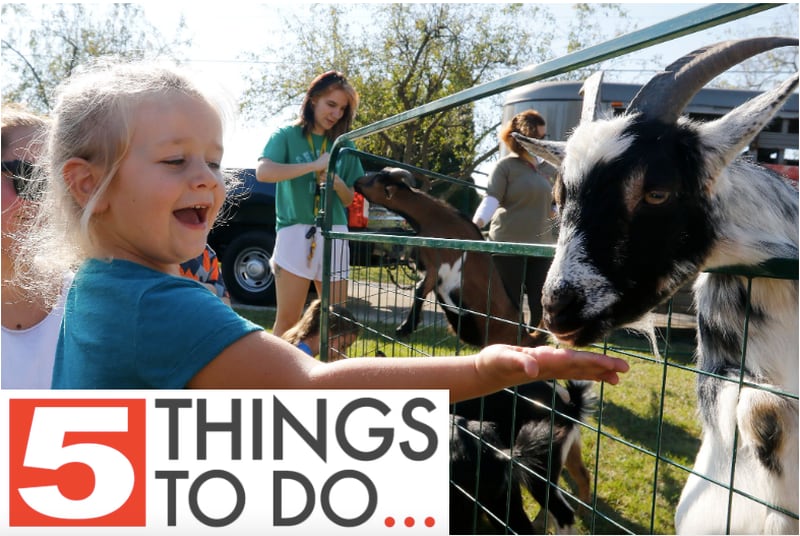 Mia Bauman, 4, of Marengo, feeds the animals at the petting zoo during the annual Settlers Days events on Saturday, Oct. 9, 2021, in Marengo.