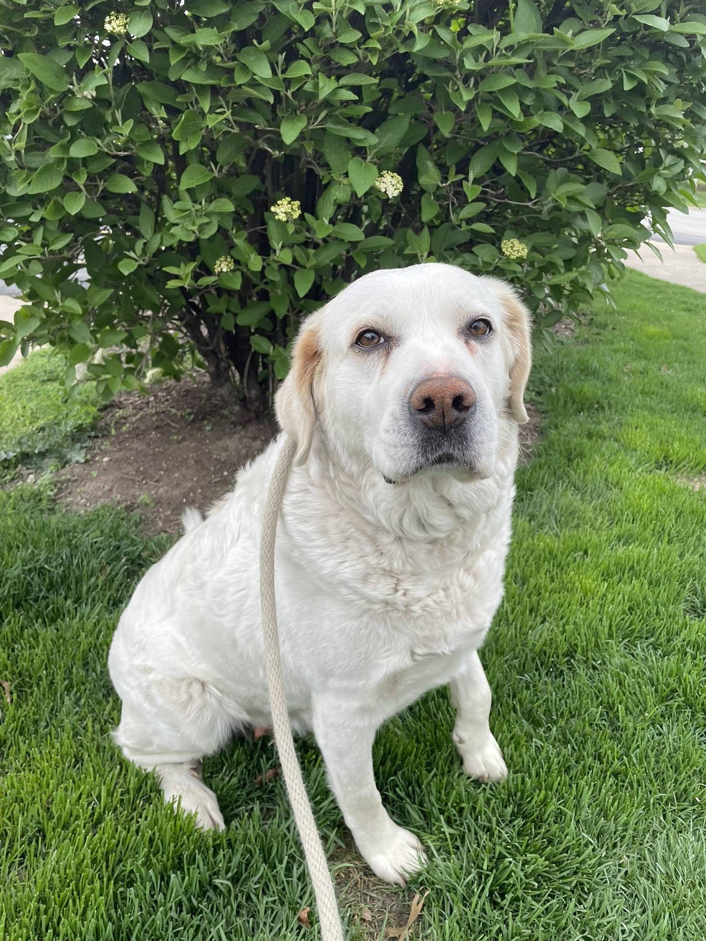 Lila is a 5-year-old yellow lab that was rescued from a high kill shelter. She is very gentle, calm, and loves children. She does well with other dogs and cats as long as they respect her space. To meet Lila, email Dogadoption@nawsus.org. Visit nawsus.org.