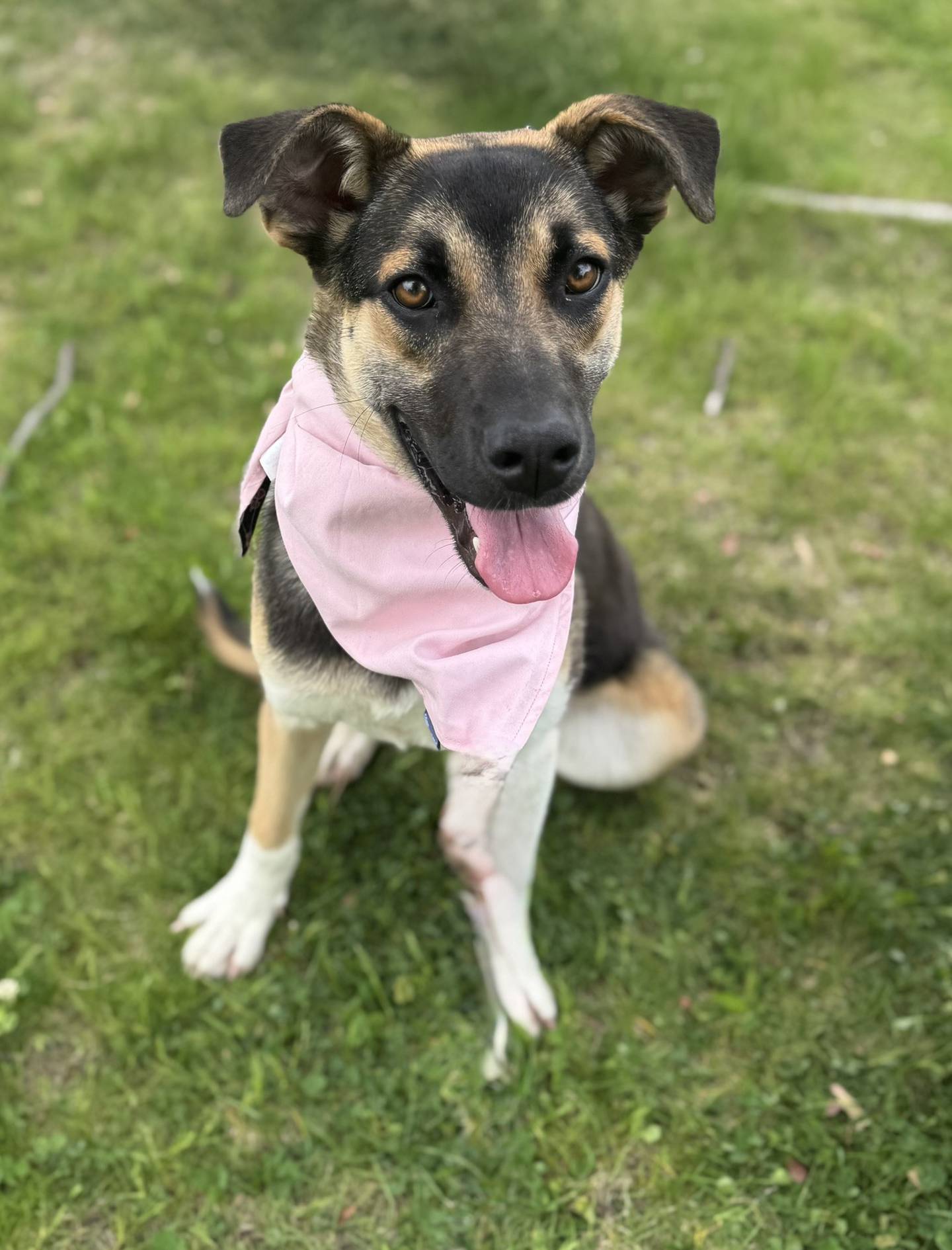 Luna is a sweet and playful 1-year-old shepherd mix. She came to NAWS with her sister after being saved from euthanasia. Luna loves everyone she meets and would do well with other dogs and children. Luna loves walks and playing with her toys and going on walks. She will make a perfect family pup. To meet Luna, email Dogadoption@nawsus.org. Visit nawsus.org.