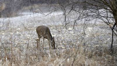 More deer hunted in 2023 in Bureau, La Salle, Putnam counties than previous firearm season