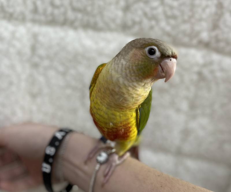 This pineapple conure parrot was stolen June 16 from Petland, 401 N. Randall Road, Batavia. Store owner Janet Star said they would accept the bird’s return, no questions asked. She is also offering a $500 reward for information about who has the bird, and for its safe return.