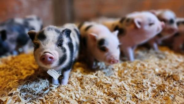 Utica Shop partners with Chicago Pig Rescue for holiday fundraiser