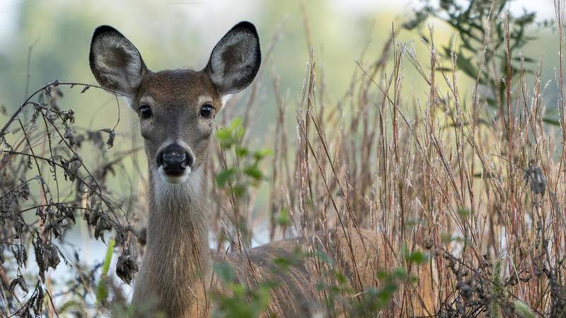 Time change raises risk of driver collisions with wildlife