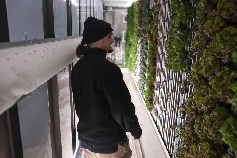 Frank Voltattorni III with Second City Greens looks over a wall of greens on Wednesday, Jan 29, 2025 in Lockport