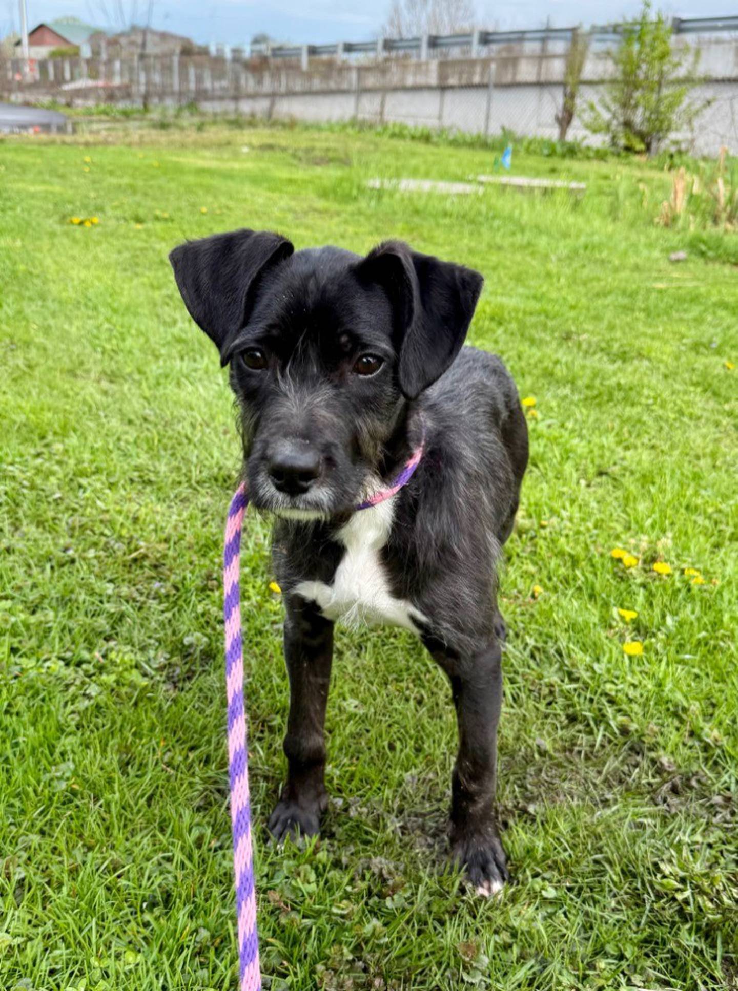 Wonder is a sweet and goofy six-month-old terrier mix. She’s timid at first, but she warms up with gentle introductions. She loves to crawl all over the staff to get their attention. Wonder loves to go on walks and will sniff and roll around in the grass. She’s overall done well with the dogs at the shelter, although she’s a bit boisterous. She will need help through the puppy stage. Contact the Will County Humane Society at willcountyhumane.com and follow the instructions for the adoption process.