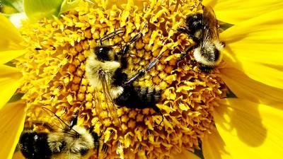 Down the Garden Path: Gardening for pollinators