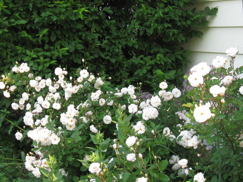 “Marie Pavie”, a rose variety from 1888, is still grown and sold today.
