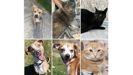 Pets of the Week: Sept. 18