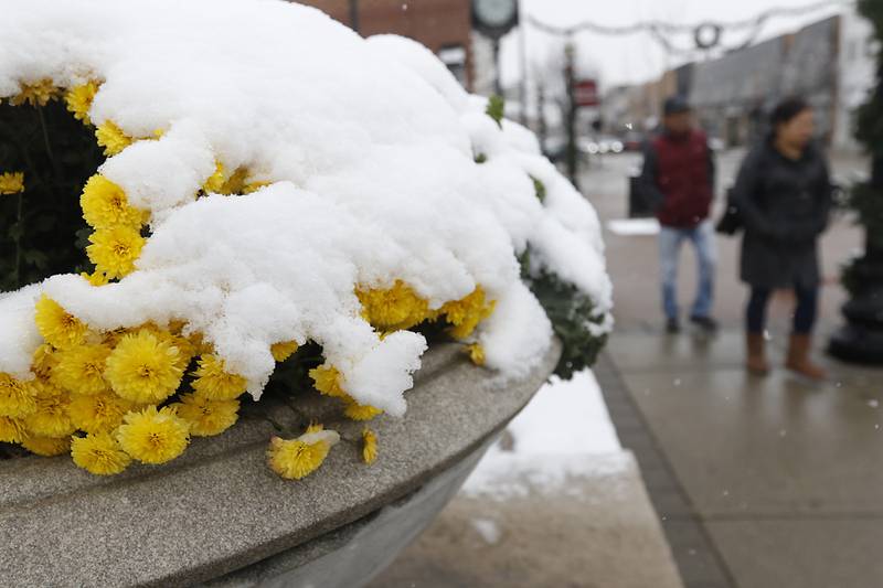 Snow covers a planter of yellow mums as people walk in downtown Crystal Lake on Tuesday, Nov. 15, 2022. The McHenry County area received its first measurable snowfall of the season on Tuesday.