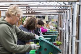 Dixon organization comes up petunias