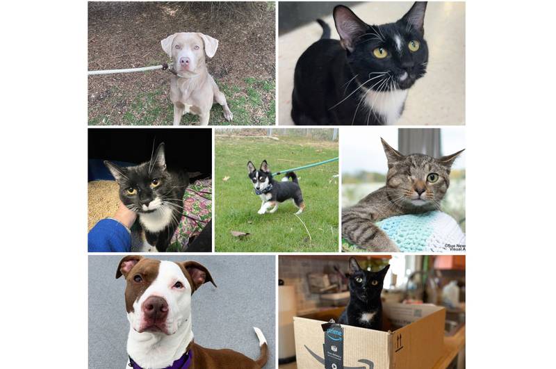 The Herald-News presents this week’s Pets of the Week. Read the description of each pet to find out about it, including where it can be adopted in Will County.