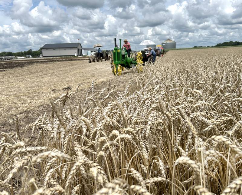 Wheat waits to be harvested at the Bos Brothers Historical Farm south of Erie on Saturday, July 26, 2025.