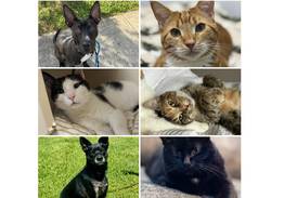 Will County Pets of the Week: Dec. 1, 2025 