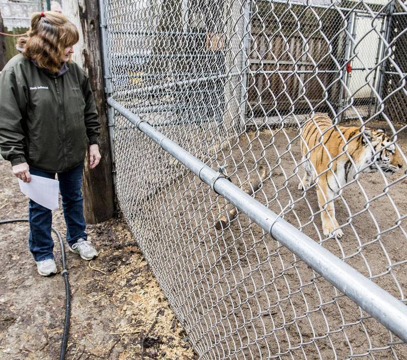Volunteer Deb Heath of Oakwood Hills visits with the animals at Valley of the Kings Sanctuary & Retreat in Sharon, Wis., Friday, Feb. 24, 2017. Every Friday Heath brings leftover food to the sanctuary from the First United Methodist Church's food distribution.