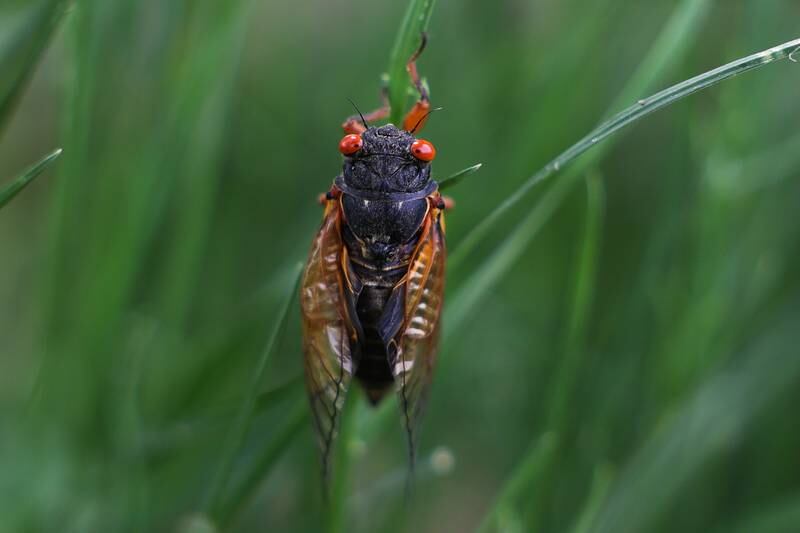 A Cicada clings to a blade of grass at the Birdhaven Greenhouse in Pilcher Park on Tuesday, May 21, 2024 in New Lenox.