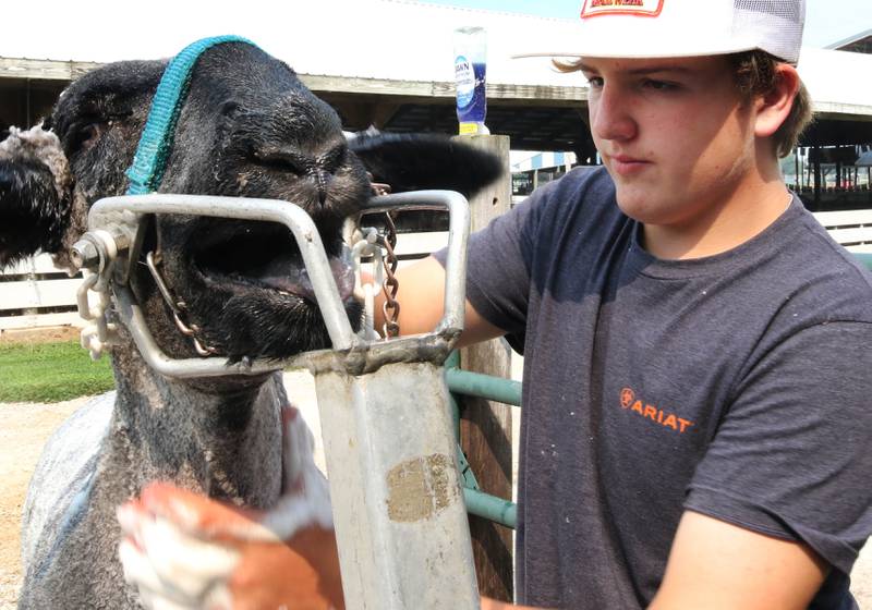 James Bend, 15, from Waterman gives his sheep a shampoo as they get ready to show Friday, Aug. 1, 2025, during the DeKalb County 4-H Livestock Fair at the Sandwich Fairgrounds.