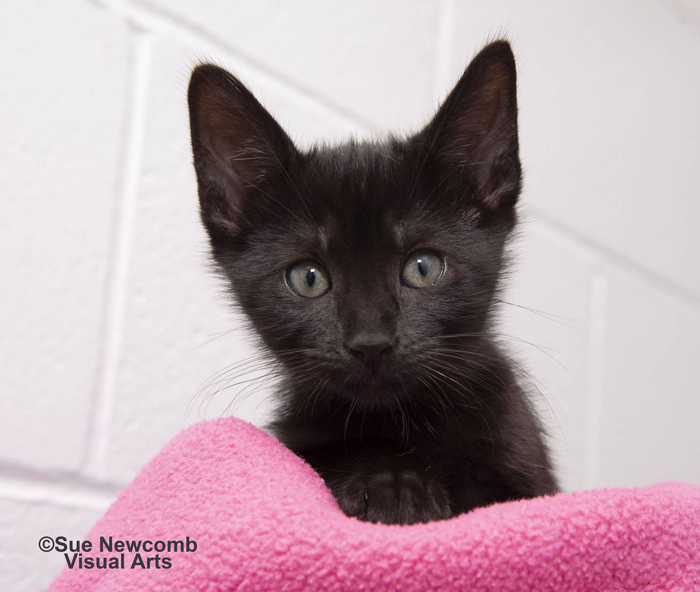 Princess is a sweet, domestic shorthair kitten who came to the humane society as a stray with her littermates. She has tested positive for FIV. With proper care, most FIV lead normal and happy lives. Contact the Will County Humane Society at willcountyhumane.com and follow the instructions for the adoption process.