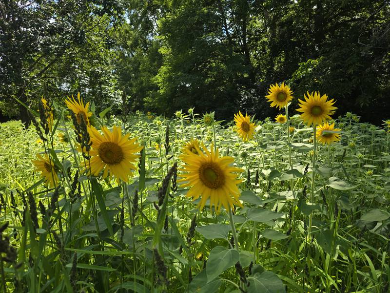 Sunflower bloom at Illini State Park on Thursday, Aug. 1, 2024, in a field where Milton Pope eighth graders helped plant seeds in May.