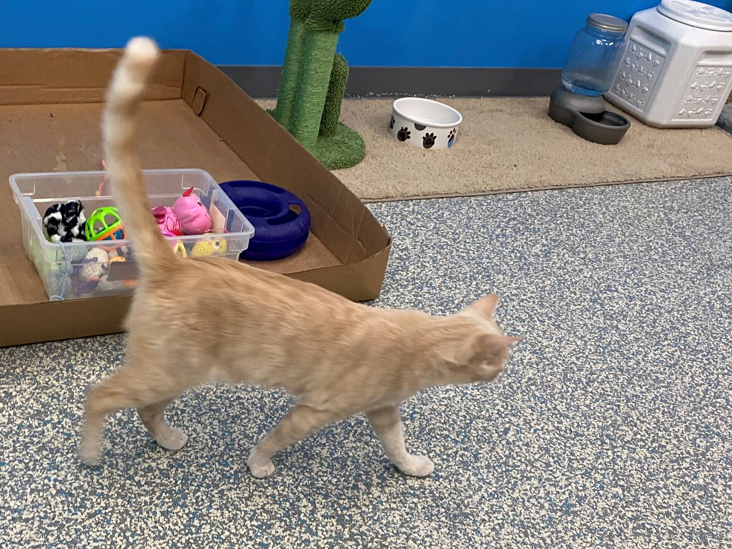 Gatsby is a three-and-a-half year old cat who is declawed. He is not running away in this picture, but rather going to bug his sister, Gwyneth.