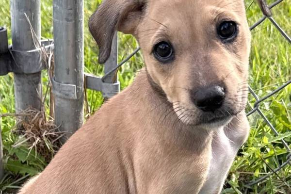 ‘Happy puppy’ aims to soar with forever family