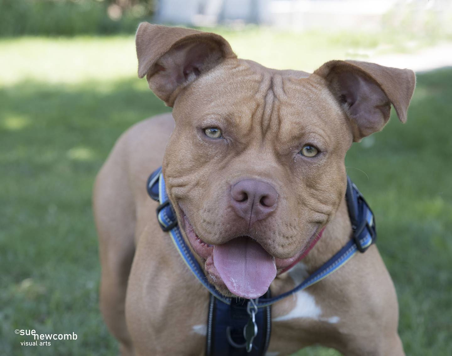 Ken is an American bully mix who was abandoned at the shelter. He’s happy, fun-loving, and likes walks. Ken is very strong and needs an owner who can work on his leash skills and manners. Contact the Will County Humane Society at willcountyhumane.com and follow the instructions for the adoption process.