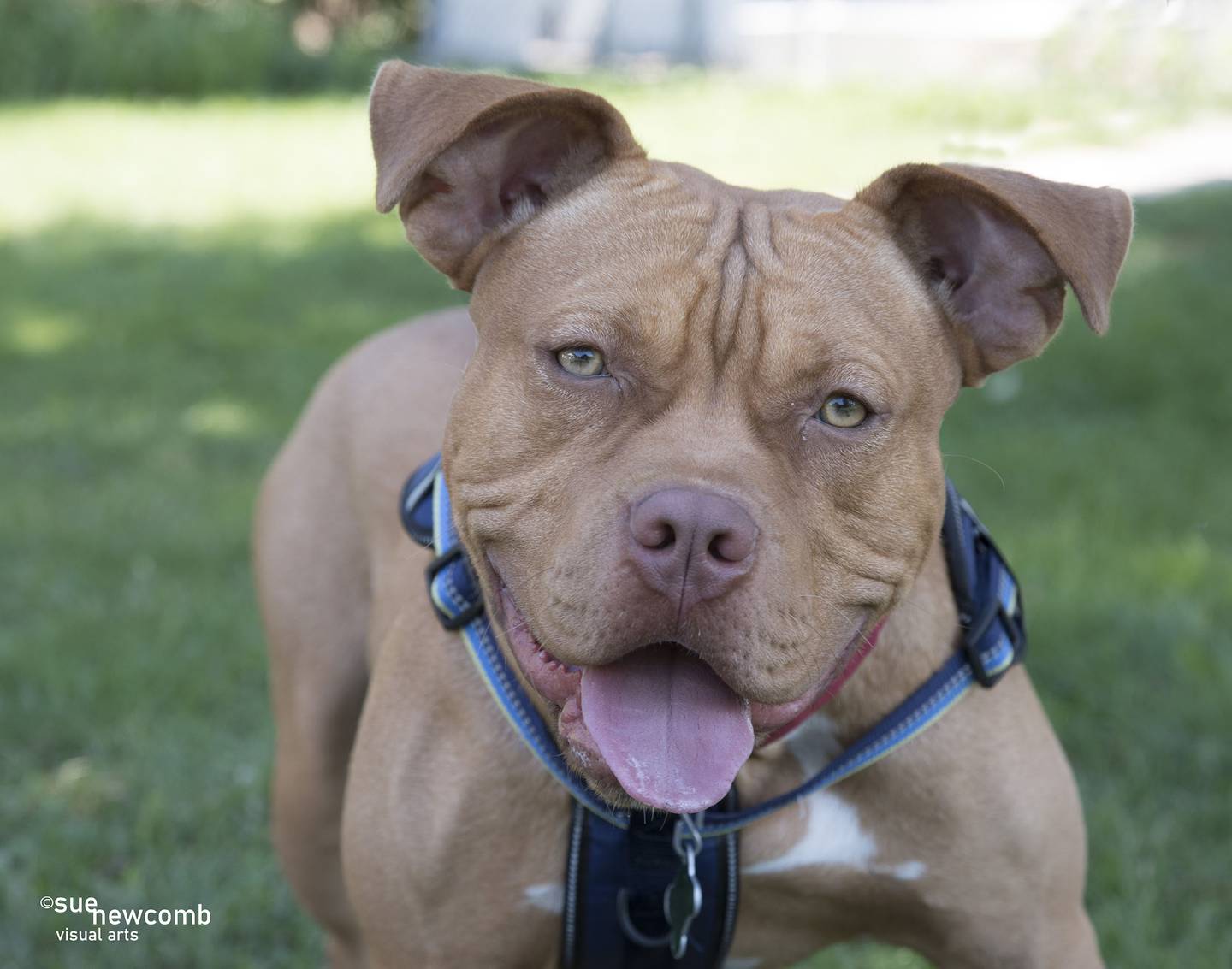 Ken is an American bully mix who was abandoned at the shelter. He’s happy, fun-loving, and likes walks. Ken is very strong and needs an owner who can work on his leash skills and manners. Contact the Will County Humane Society at willcountyhumane.com and follow the instructions for the adoption process.