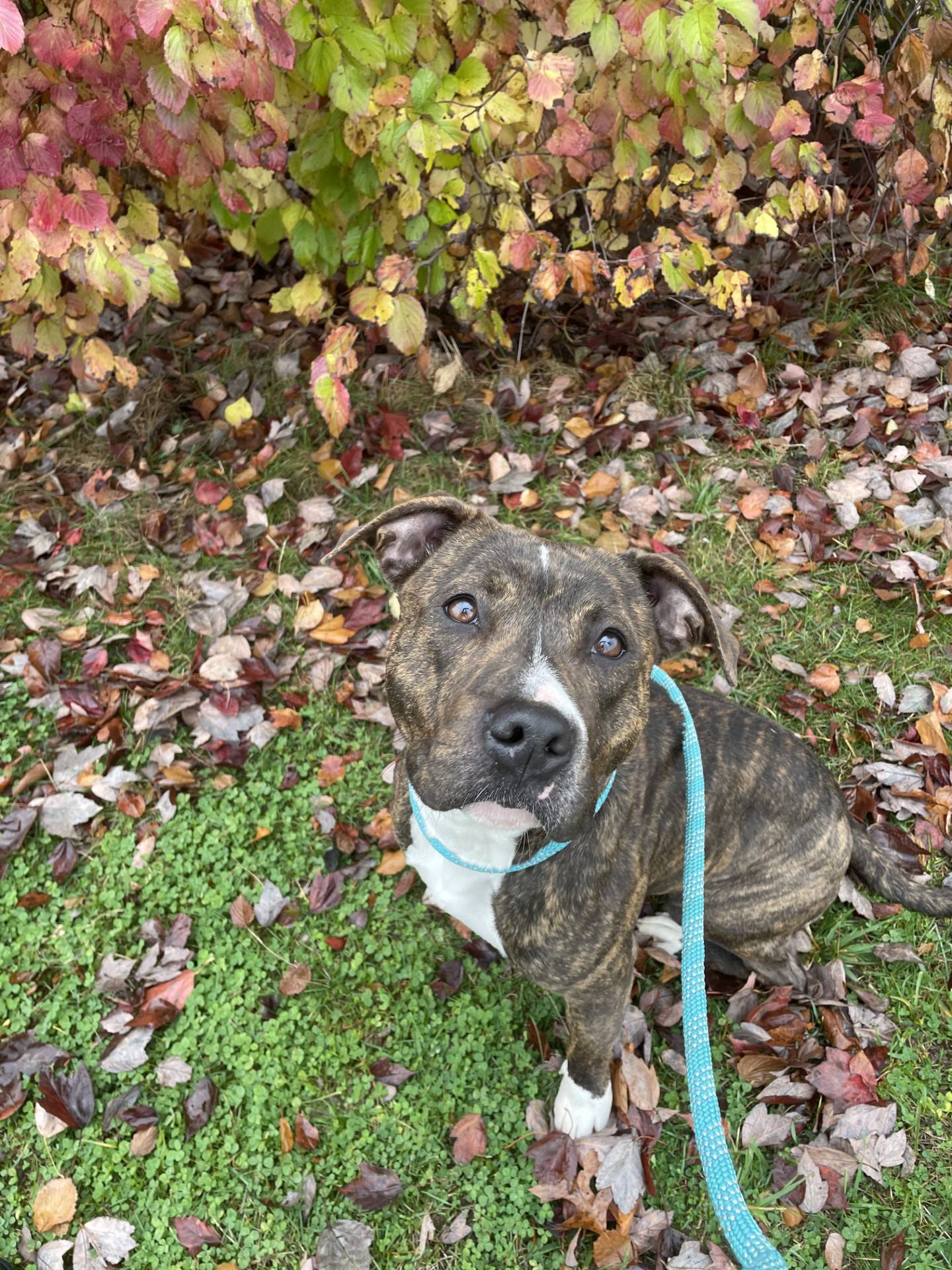 Gravy is a 1-year-old terrier mix that is playful, friendly, and spunky. She gets along with other dogs as well as cats. She likes children, too, and has the potential to be a great family dog.  Gravy is smart and eager to learn. She has excellent leash manners for such a young dog. She would enjoy a home with a yard for running and playing. To meet Gravy, email Dogadoption@nawsus.org. Visit nawsus.org.