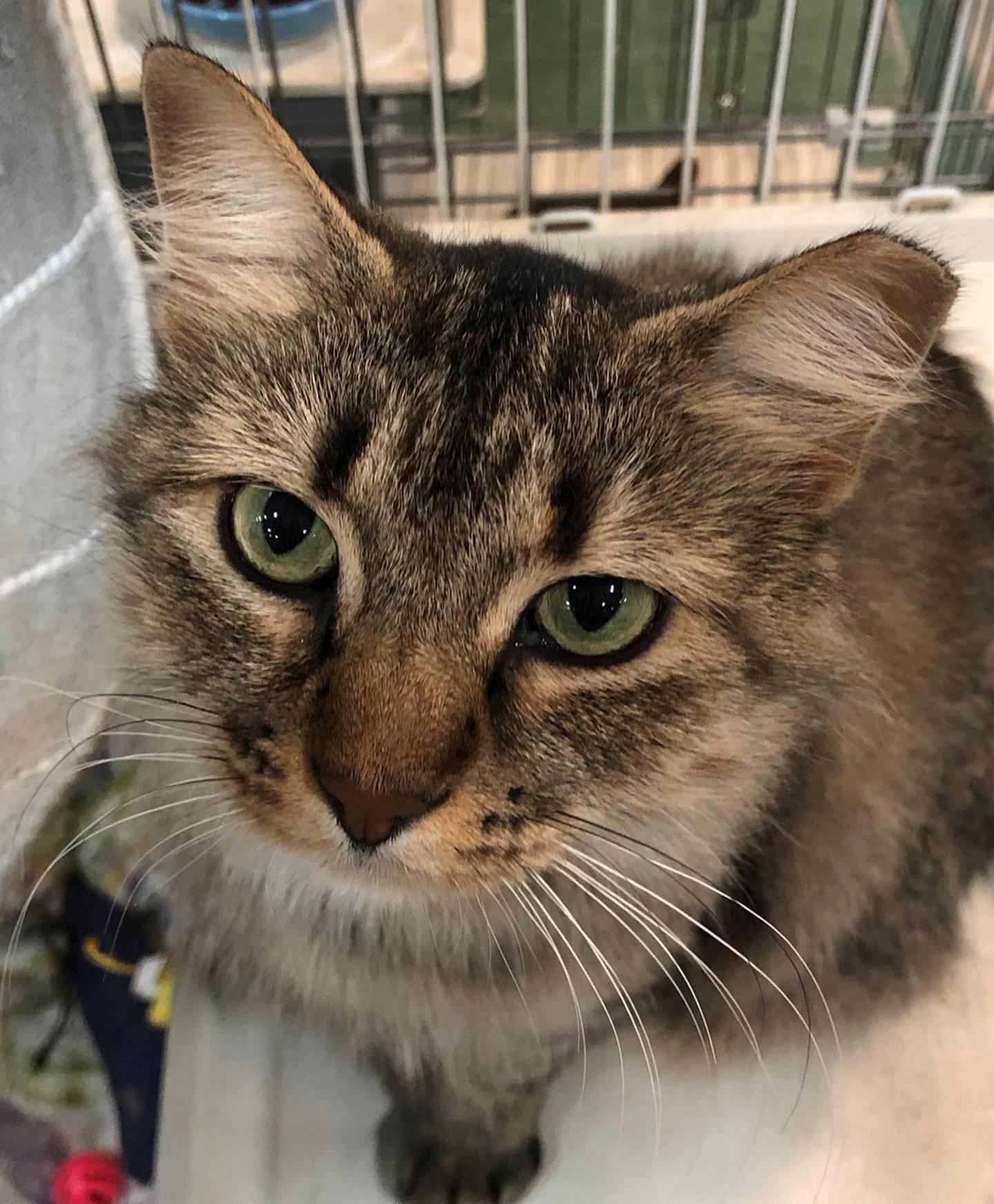 Camille is a 4-year-old female tabby.  She is very social and friendly. She likes to be held, enjoys pets and gives kisses. She is FIV positive but gets along with other cats. To meet Camille, email Catadoptions@nawsus.org. Visit nawsus.org.