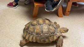 Good Natured in St. Charles: Buying large exotic tortoises not a good idea