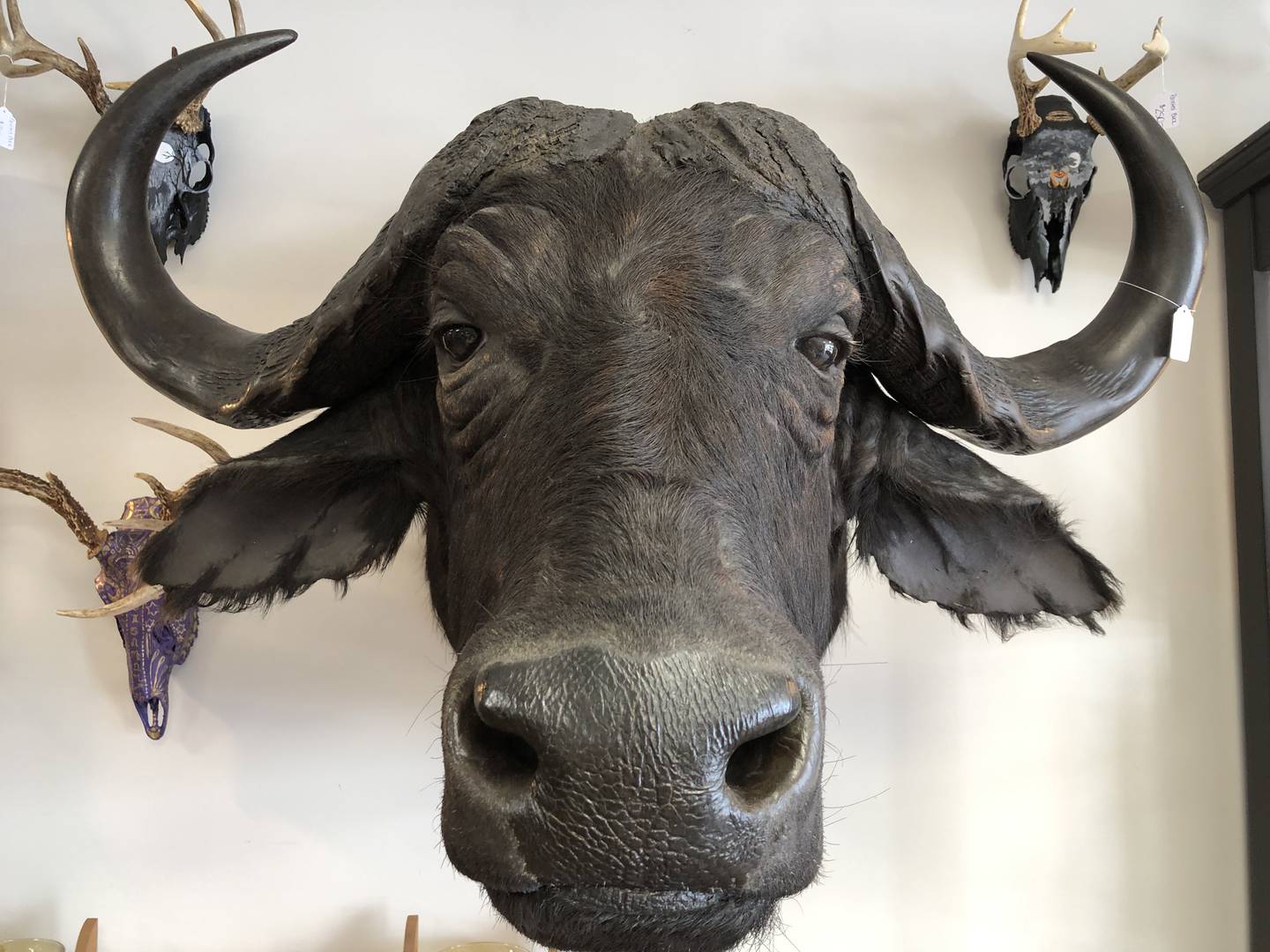 This water buffalo mount is one of several taxidermies for sale at McHenry's Preserved Peculiarities, an oddity shop at 1312 N. Riverside Dr.