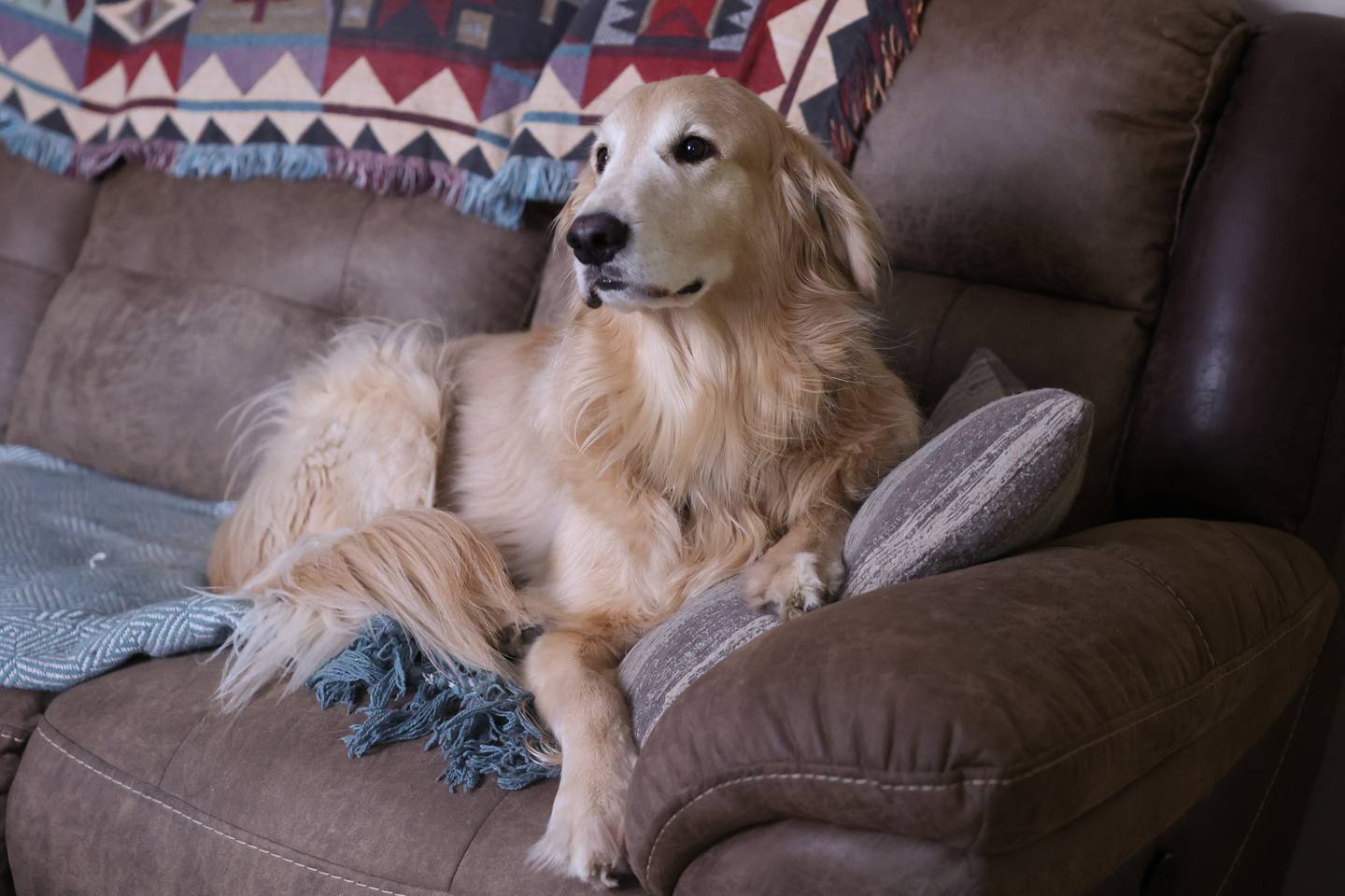 Teddy, 4, sits on the couch in his Minooka home. Kathy Vanoskey, his owner, is raising money to pay for Teddy's surgery, the canine version of a torn ACL.